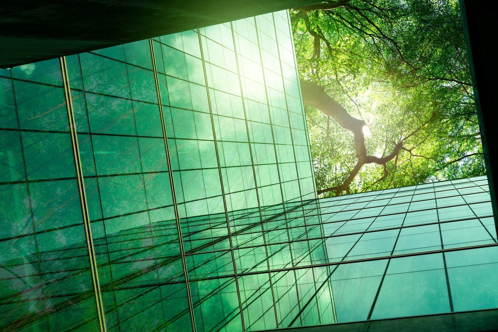 Modern commercial facilities framed by green canopy